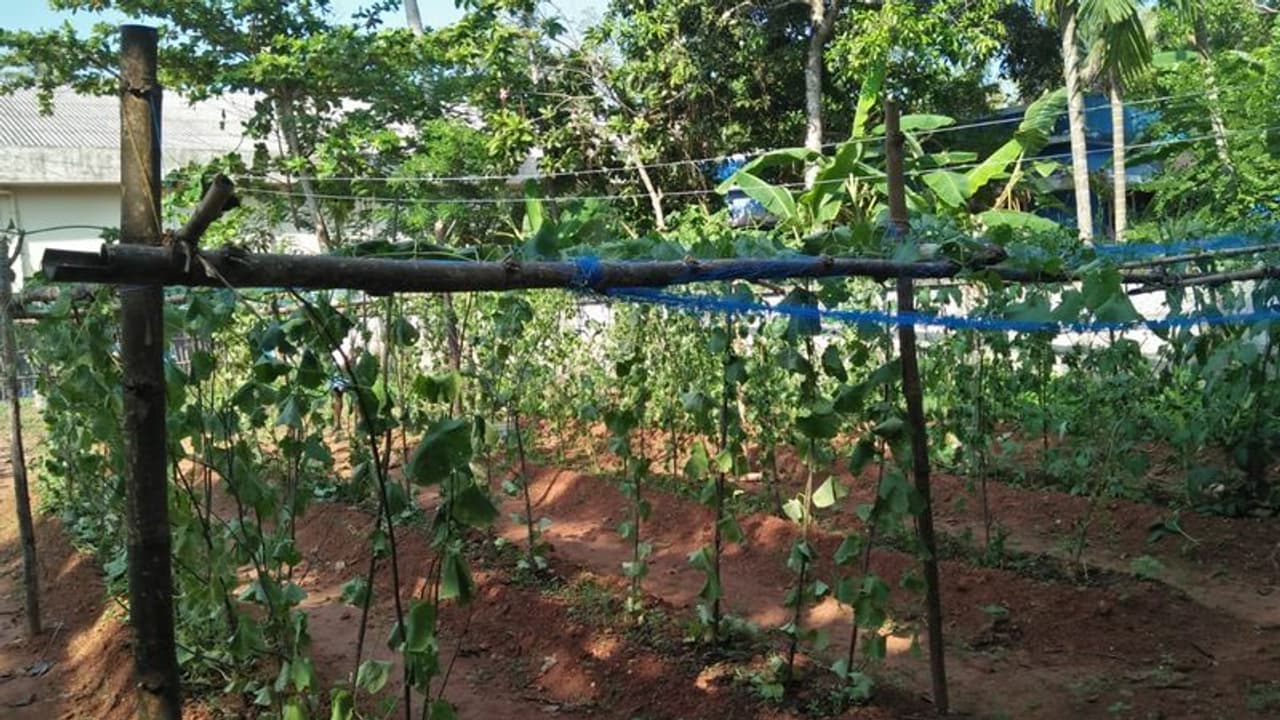 വീട്ടുവളപ്പിലെ പച്ചക്കറികൃഷി മൂടോടെ വെട്ടി നശിപ്പിച്ച് സാമൂഹ്യവിരുദ്ധര് വീട്ടുവളപ്പിലെ പച്ചക്കറികൃഷി മൂടോടെ വെട്ടി നശിപ്പിച്ച് സാമൂഹ്യവിരുദ്ധര്