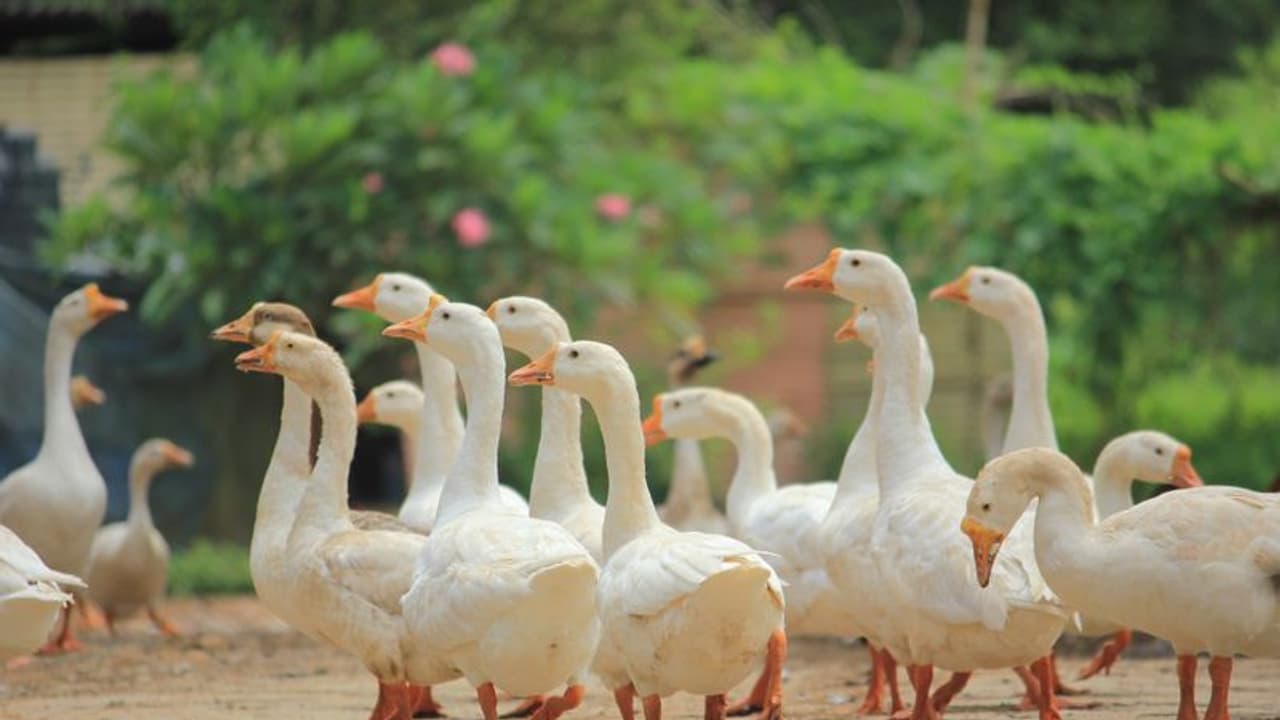 കുറഞ്ഞ ചെലവില്‍ വീട്ടുമുറ്റത്ത് താറാവ് വളര്‍ത്താം; ആദായം നേടിത്തരാന്‍ ഇറച്ചിയും മുട്ടയും