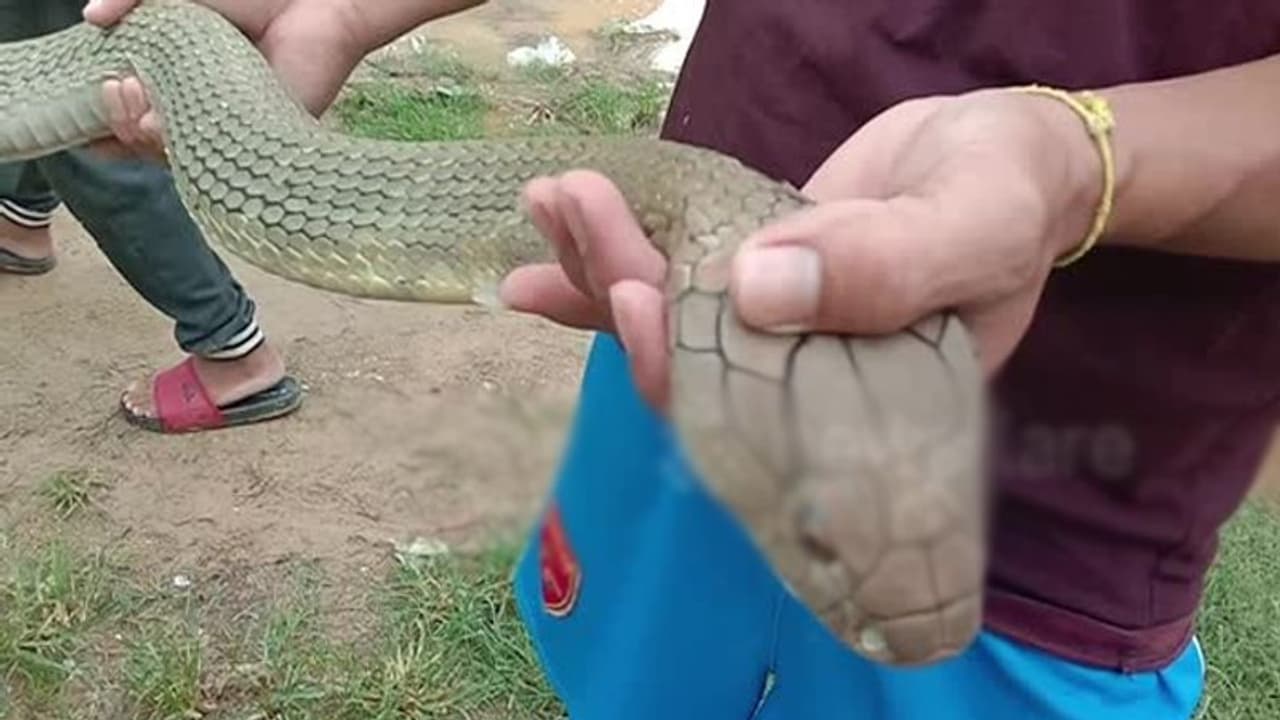 ಕಚ್ಚಿದ ಹಾವನ್ನೇ ಕೊಂದು ಆಸ್ಪತ್ರೆಗೆ ತಂದ ಗಟ್ಟಿಗಿತ್ತಿ ಮಹಿಳೆ..! ಕಚ್ಚಿದ ಹಾವನ್ನೇ ಕೊಂದು ಆಸ್ಪತ್ರೆಗೆ ತಂದ ಗಟ್ಟಿಗಿತ್ತಿ ಮಹಿಳೆ..!