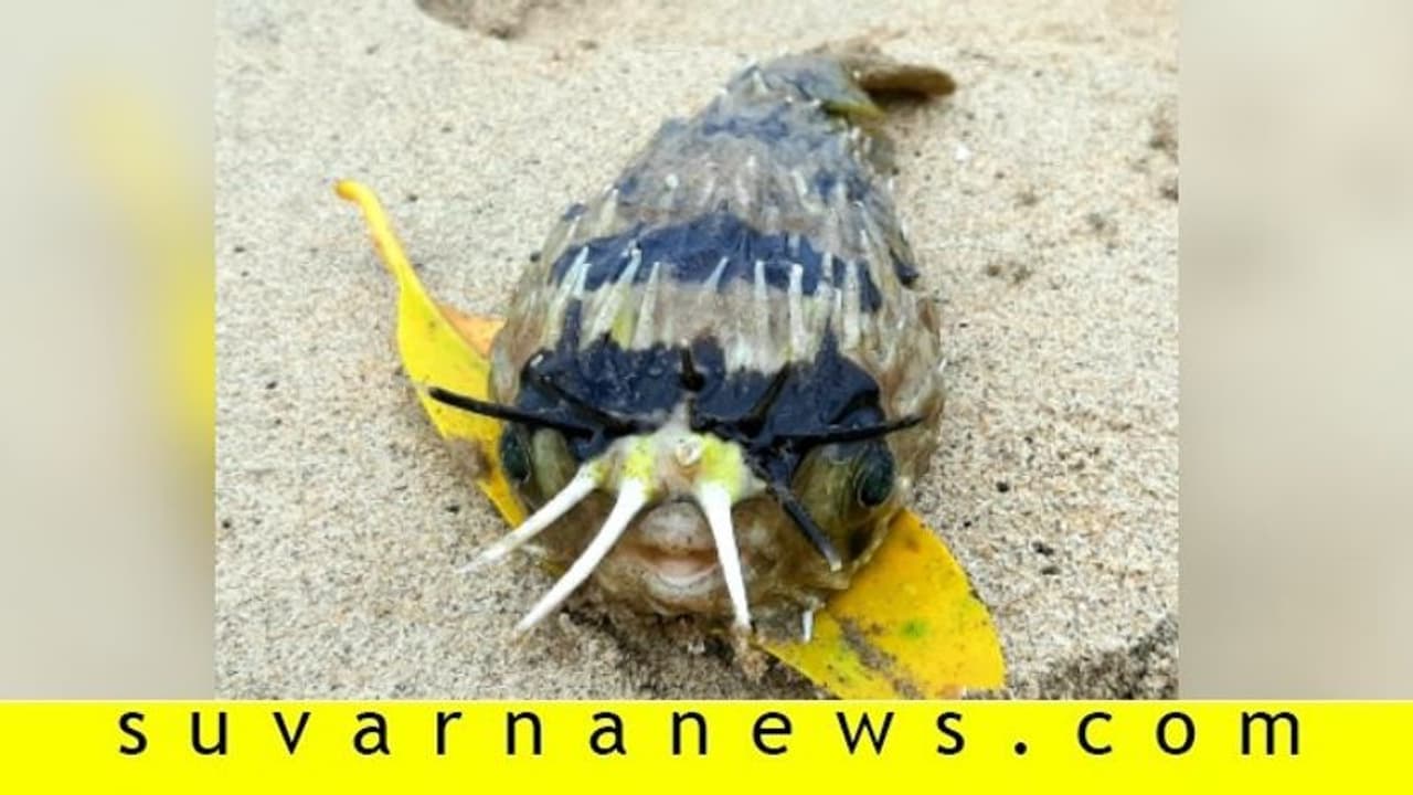 ಕಡಲ ತೀರದಲ್ಲಿ ಮುಳ್ಳು ಹಂದಿ ಮೀನು ಪತ್ತೆ