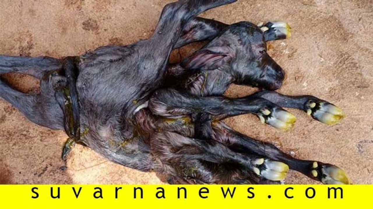 2 ತಲೆ, 8 ಕಾಲಿನ ಕೊರೋನಾ ಎಮ್ಮೆಕರು ಜನನ..!