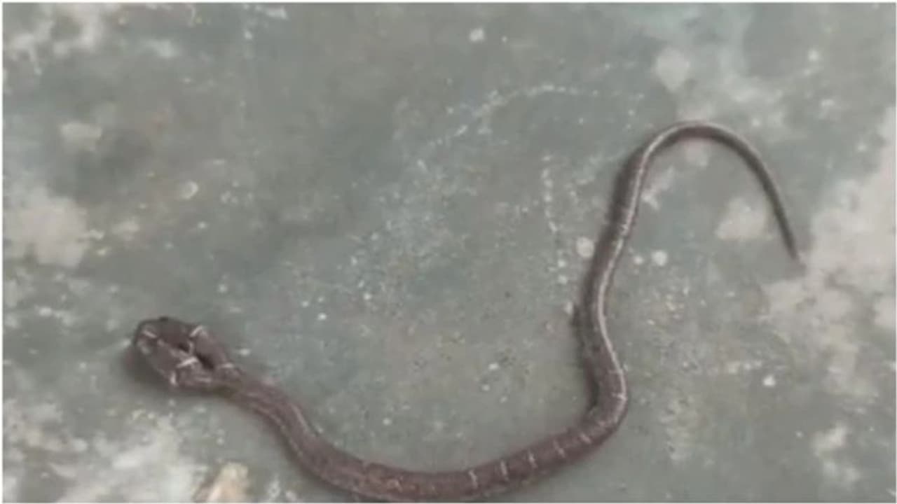 Rare two headed wolf snake rescued from house in Odisha