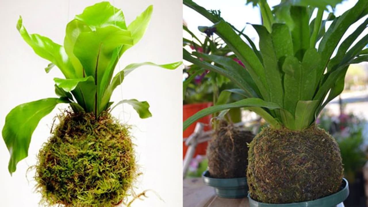 വെറുതെയിരിക്കുമ്പോള്‍ കൊക്കെഡാമ നിര്‍മിക്കാം; വേണമെങ്കിൽ പ്രിയപ്പെട്ടവർക്ക് സമ്മാനമായും നൽകാം