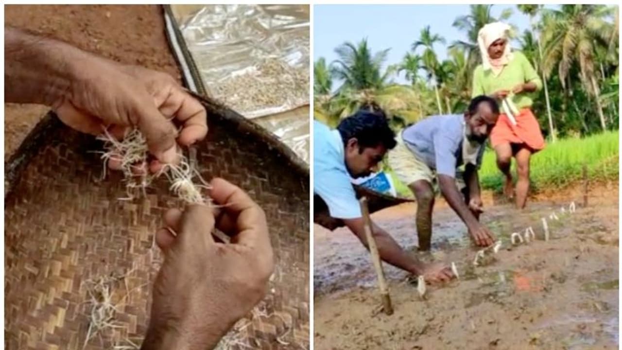 വയനാട്ടിലെ ഗോത്ര നെല്‍വിത്തുകള്‍ ഇനി മറ്റ് ജില്ലകളിലും കതിരിടും; അപൂര്‍വ്വ ഇനം വിത്തുകള്‍ വിതച്ച് യുവകര്‍ഷകര്‍