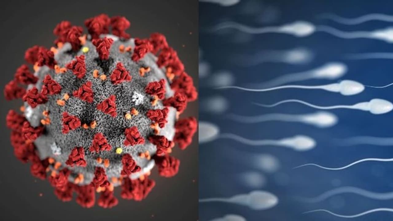കൊവിഡ് ബാധിതരുടെ ശുക്ലത്തില്‍ കൊറോണ വൈറസ് സാന്നിധ്യം; ചൈനീസ് പഠനം