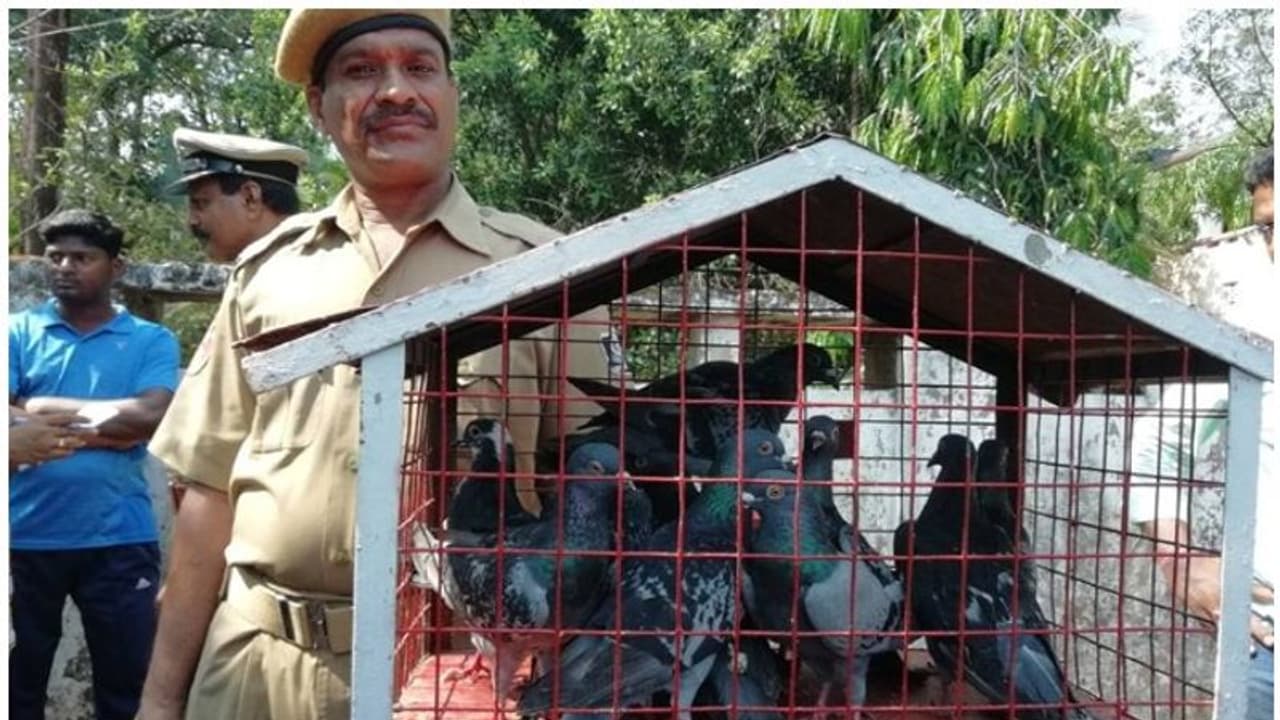 ഒഡിഷ പൊലീസിന് എന്തിനാണ് ഇത്രയും പ്രാവുകള്? ഒഡിഷ പൊലീസിന് എന്തിനാണ് ഇത്രയും പ്രാവുകള്?