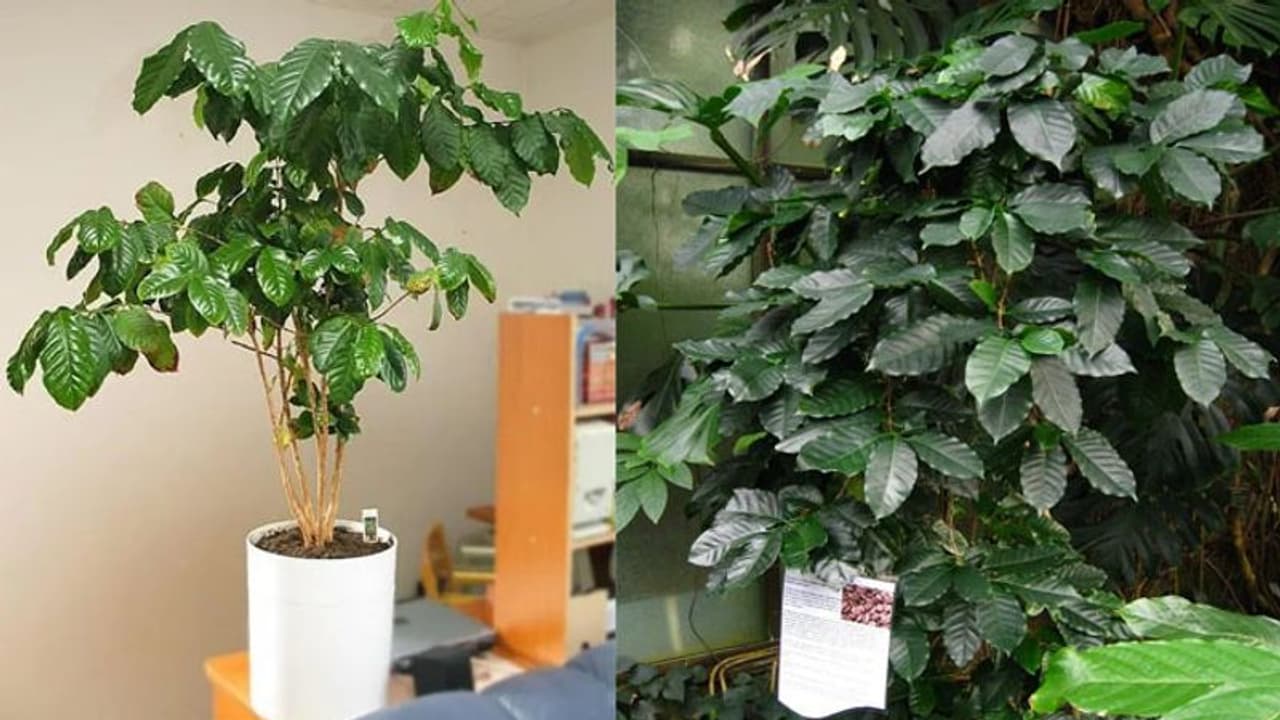 കാപ്പിച്ചെടി ഇനി ഇന്ഡോര് പ്ലാന്റായും വളര്ത്താം കാപ്പിച്ചെടി ഇനി ഇന്ഡോര് പ്ലാന്റായും വളര്ത്താം