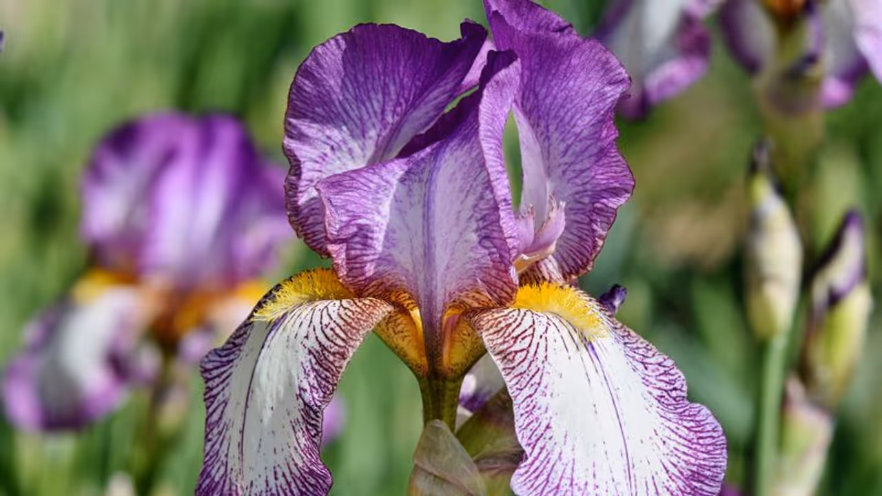 ഐറിസ് പൂക്കളിലെ താടിയുള്ളവരും വയലറ്റ് സുന്ദരികളും; പേര് വന്നത് ഗ്രീക്ക് ദേവതയിൽ നിന്ന് ഐറിസ് പൂക്കളിലെ താടിയുള്ളവരും വയലറ്റ് സുന്ദരികളും; പേര് വന്നത് ഗ്രീക്ക് ദേവതയിൽ നിന്ന്