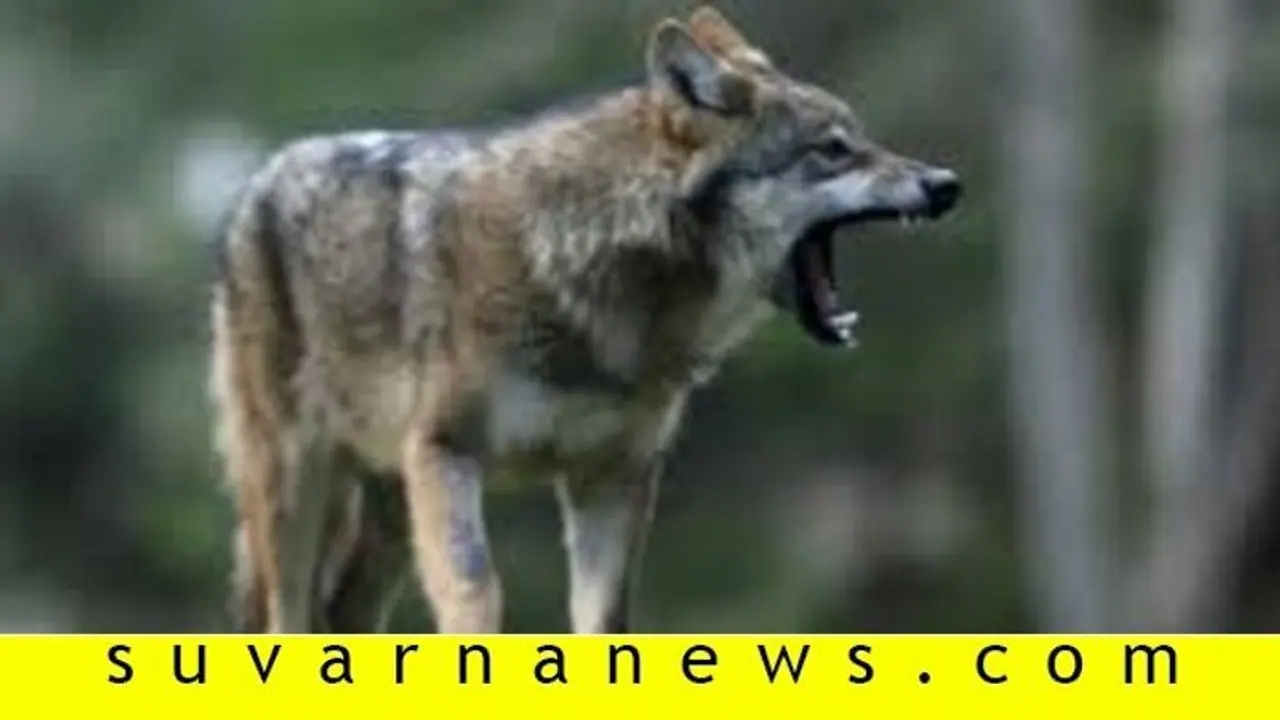 ಕಾವೇರಿ ವನ್ಯಧಾಮದಲ್ಲಿ ತೋಳ ಬಂತು ತೋಳ..!