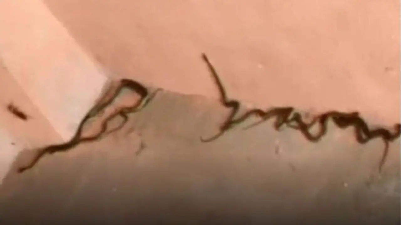 45 दिन से लॉकडाउन में बंद थी दुकान, जब शटर खुला तो दिखा दिल दहला देने वाला सीन 45 दिन से लॉकडाउन में बंद थी दुकान, जब शटर खुला तो दिखा दिल दहला देने वाला सीन