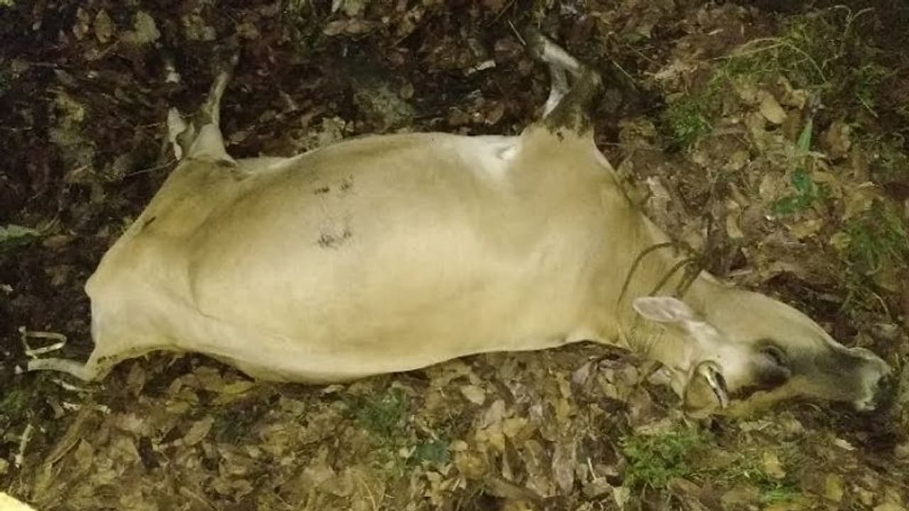 ಹಸುಗಳಿಗೆ ವಿಷವಿಟ್ಟ ಪಾಪಿಗಳು: ಬಾಳೆ ಹಣ್ಣು ತಿಂದು ಪ್ರಾಣಬಿಟ್ಟ ಮೂಕಪ್ರಾಣಿಗಳು ಹಸುಗಳಿಗೆ ವಿಷವಿಟ್ಟ ಪಾಪಿಗಳು: ಬಾಳೆ ಹಣ್ಣು ತಿಂದು ಪ್ರಾಣಬಿಟ್ಟ ಮೂಕಪ್ರಾಣಿಗಳು