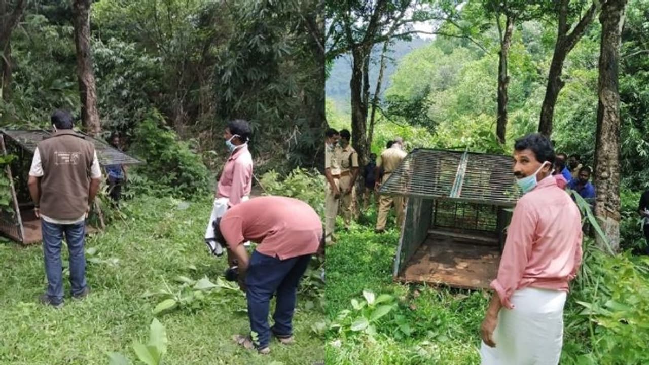 കൂടുകളും ക്യാമറ നിരീക്ഷണവും, കുങ്കിയാനയും വിദഗ്ധസംഘവുമെത്തി; തണ്ണിത്തോട്ടെ കടുവയെ പിടിക്കാൻ വനംവകുപ്പ് കൂടുകളും ക്യാമറ നിരീക്ഷണവും, കുങ്കിയാനയും വിദഗ്ധസംഘവുമെത്തി; തണ്ണിത്തോട്ടെ കടുവയെ പിടിക്കാൻ വനംവകുപ്പ്