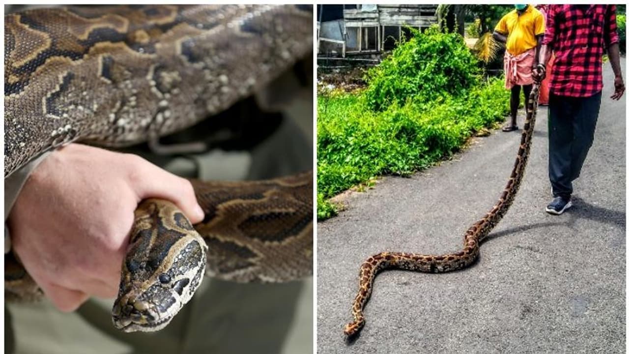 മീന്‍ പിടിക്കാന്‍വച്ച കൂട്ടില്‍ കയറിയത് 'ഭീകരന്‍'; ഭയന്ന് നാട്ടുകാര്‍