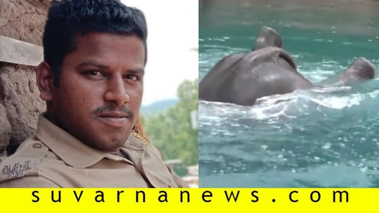 ಆನೆ ಮರಿ ರಕ್ಷಿಸಲು ಕಾಲುವೆಗಿಳಿದಾತ ತನ್ನದೇ ಪ್ರಾಣ ಕಳೆದುಕೊಂಡ!