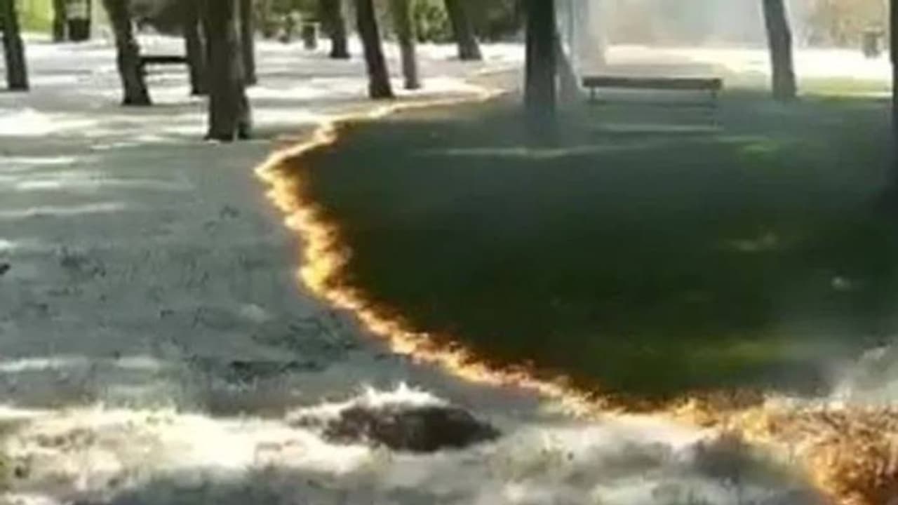 দাউ দাউ করা জ্বলা দাবানলেও অক্ষত গাছ ও ঘাস, অলৌকিক ঘটনা দেখে অবাক গোটা বিশ্ব