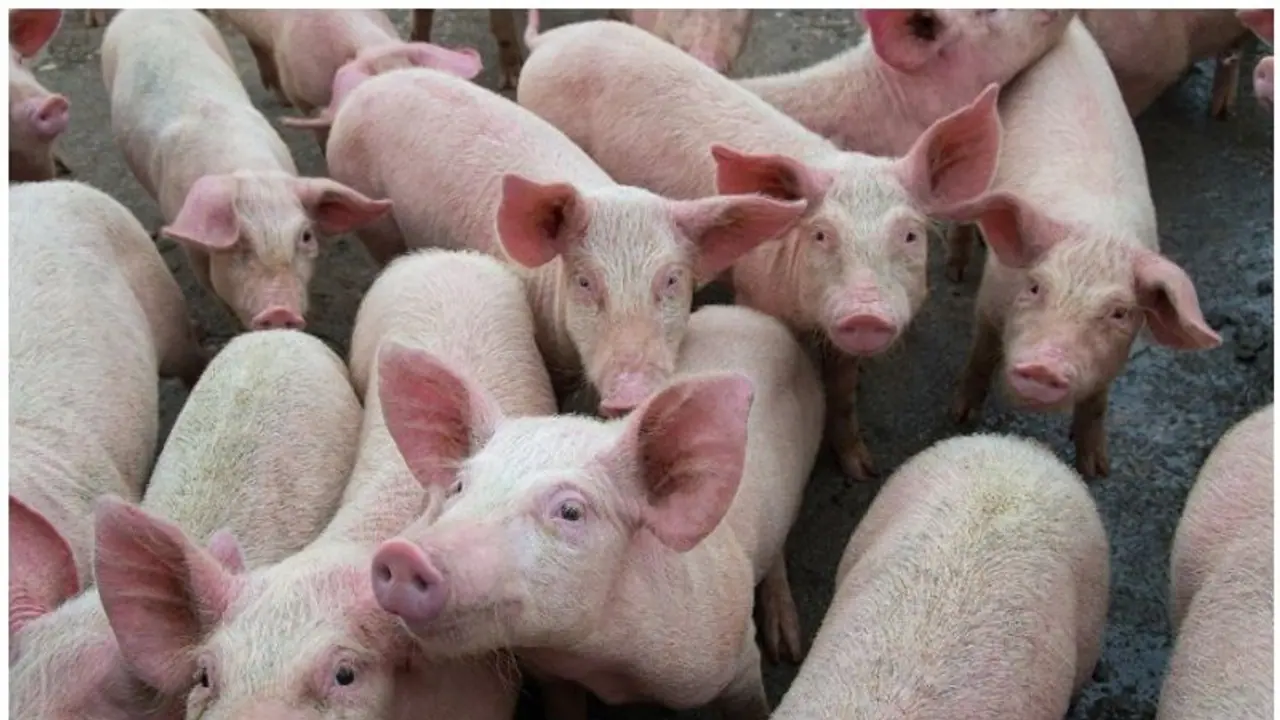 சீனர்களுக்காக 2.83 லட்சம் பன்றிகளை கொன்ற அமெரிக்கா..!! உலக நாடுகளை முட்டாளாக்கிய ட்ரம்ப் ஜி ஜின் பிங்..!! சீனர்களுக்காக 2.83 லட்சம் பன்றிகளை கொன்ற அமெரிக்கா..!! உலக நாடுகளை முட்டாளாக்கிய ட்ரம்ப் ஜி ஜின் பிங்..!!