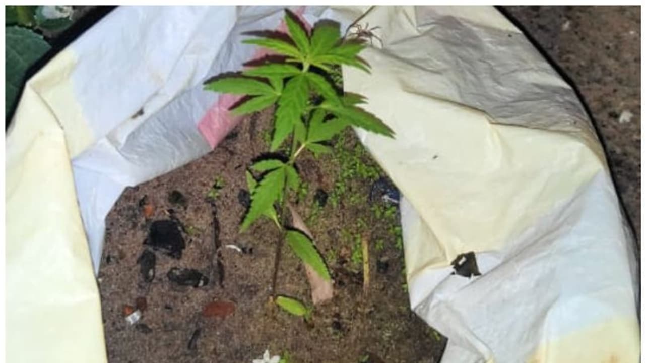 അമ്മ ചോദിച്ചപ്പോഴും പറഞ്ഞത് പച്ചക്കറി തൈ എന്ന്; വീട്ടില്‍ കഞ്ചാവ് വളര്‍ത്തിയ യുവാവ് അറസ്റ്റില്‍