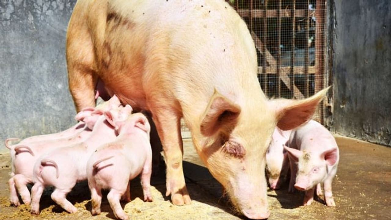 പന്നികളെയും ക്വാറന്റൈനിലാക്കണം; ആഫ്രിക്കന് പന്നിപ്പനി തടയാന് മുന്കരുതലെടുക്കാം പന്നികളെയും ക്വാറന്റൈനിലാക്കണം; ആഫ്രിക്കന് പന്നിപ്പനി തടയാന് മുന്കരുതലെടുക്കാം