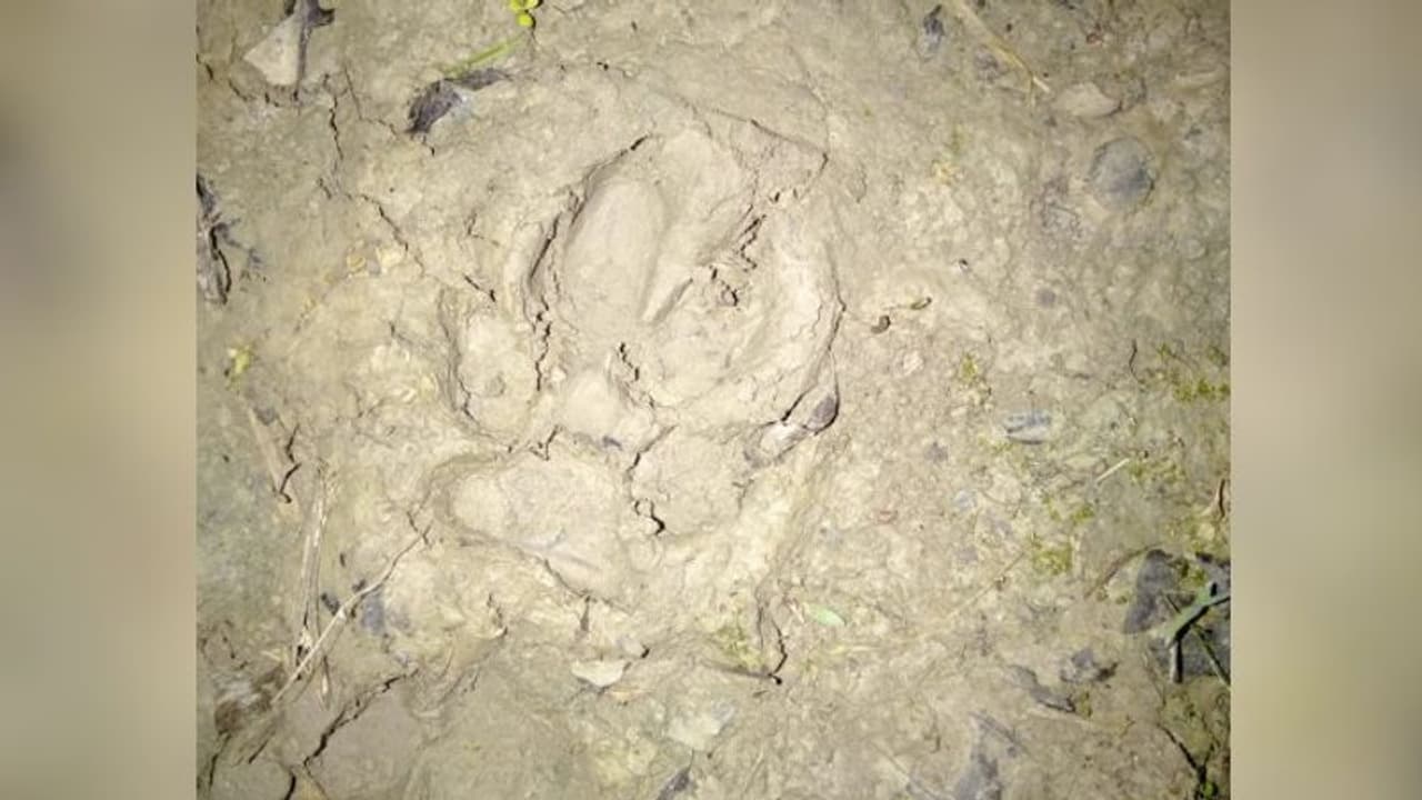 ভুট্টাক্ষেতে চোখ জ্বলছে 'বাঘ' এর, লকডাউনে হুলস্থুল রায়গঞ্জে ভুট্টাক্ষেতে চোখ জ্বলছে 'বাঘ' এর, লকডাউনে হুলস্থুল রায়গঞ্জে