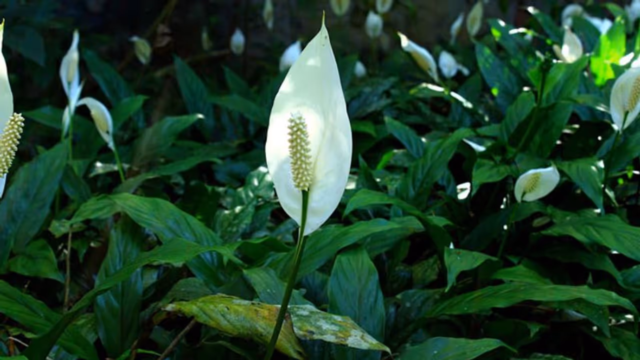 സമാധാനം തരും പീസ് ലില്ലി; വളര്ത്താം ഓഫീസിലും വീടിനകത്തും സമാധാനം തരും പീസ് ലില്ലി; വളര്ത്താം ഓഫീസിലും വീടിനകത്തും