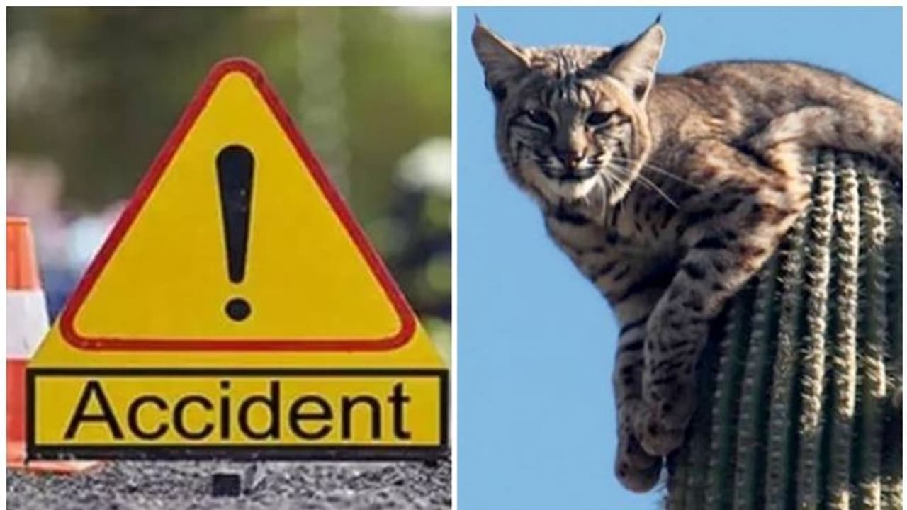 സ്‍കൂട്ടറിനു മുന്നിലേക്ക് കാട്ടുപൂച്ച ചാടി; യുവതിക്ക് ദാരുണാന്ത്യം