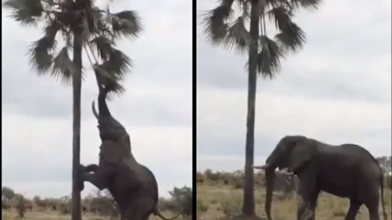 তালগাছে ওঠার প্রবল চেষ্টা, হাতির কীর্তিতে মজেছে নেটদুনিয়া, ভিডিও ভাইরাল তালগাছে ওঠার প্রবল চেষ্টা, হাতির কীর্তিতে মজেছে নেটদুনিয়া, ভিডিও ভাইরাল
