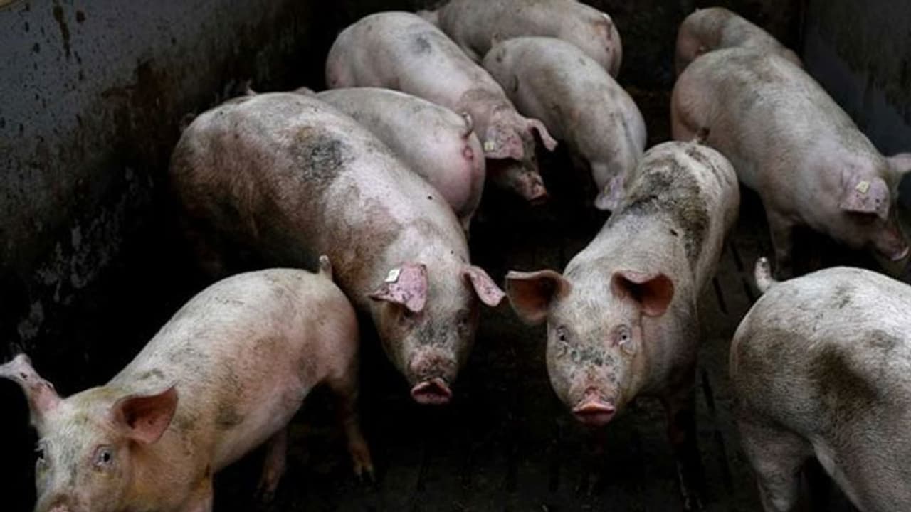 തൃശ്ശൂര്‍ ചേര്‍പ്പിൽ പന്നിപ്പനി സ്ഥിരീകരിച്ചു: ഒരു കിലോമീറ്റര്‍ ചുറ്റളവിലെ മുഴുവൻ പന്നികളേയും കൊല്ലും