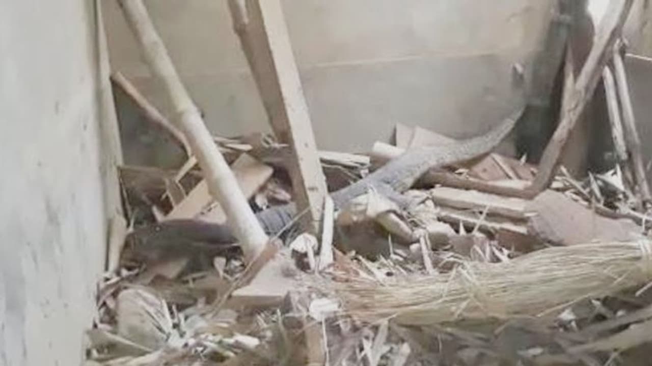 ক্লাব ঘরে লুকিয়ে 'অচেনা' সরীসৃপ, আতঙ্ক ছড়াল মেদিনীপুরের চন্দ্রকোনায় ক্লাব ঘরে লুকিয়ে 'অচেনা' সরীসৃপ, আতঙ্ক ছড়াল মেদিনীপুরের চন্দ্রকোনায়