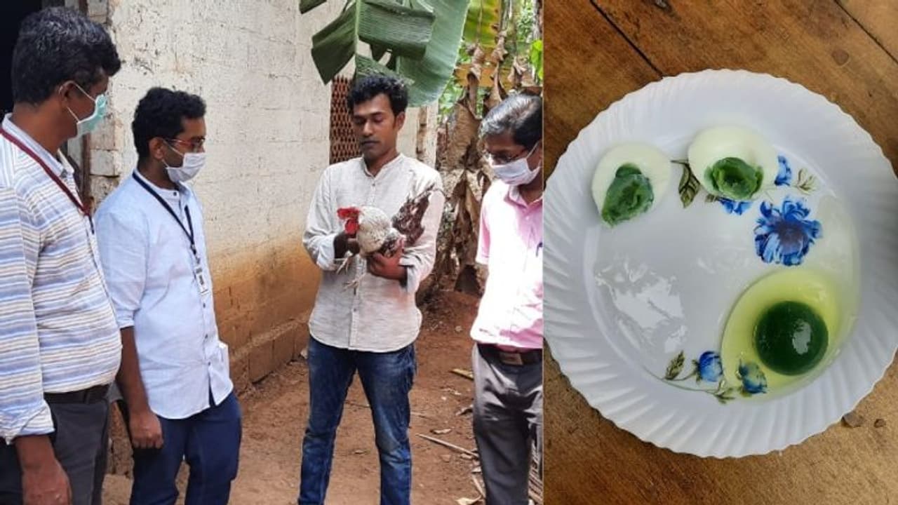 കോഴി മുട്ടക്കുള്ളിലെ പച്ചക്കരു; ശിഹാബിന്റെ കോഴികളെ തേടി വിദഗ്ധ സംഘവും എത്തി കോഴി മുട്ടക്കുള്ളിലെ പച്ചക്കരു; ശിഹാബിന്റെ കോഴികളെ തേടി വിദഗ്ധ സംഘവും എത്തി