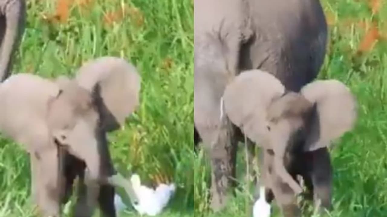 'ചെവികളാട്ടി കുണുങ്ങിക്കുണുങ്ങി ഓട്ടം'; പക്ഷിക്കൂട്ടങ്ങള്ക്കൊപ്പം കളിച്ച് രസിച്ച് കുട്ടിയാന; വീഡിയോ വൈറല് 'ചെവികളാട്ടി കുണുങ്ങിക്കുണുങ്ങി ഓട്ടം'; പക്ഷിക്കൂട്ടങ്ങള്ക്കൊപ്പം കളിച്ച് രസിച്ച് കുട്ടിയാന; വീഡിയോ വൈറല്