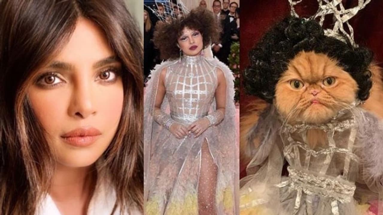 പ്രിയങ്കയെ 'അനുകരിച്ച്' പൂച്ച; ഇത് മെറ്റ് ഗാല ചലഞ്ച് ! പ്രിയങ്കയെ 'അനുകരിച്ച്' പൂച്ച; ഇത് മെറ്റ് ഗാല ചലഞ്ച് !