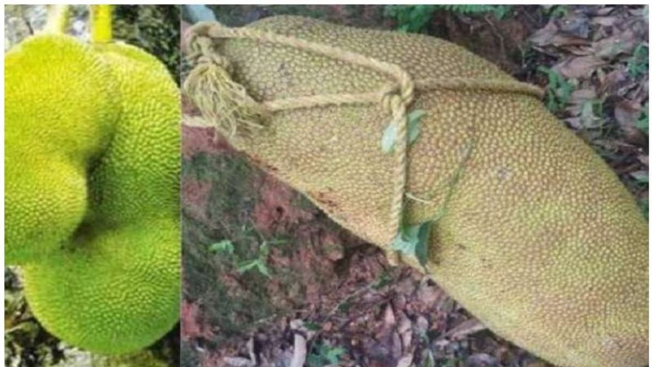 51.5 കിലോ, 97 സെ.മീ നീളം; അഞ്ചലില് കായ്ച്ചത് ലോകത്തെ ഭീമന് ചക്ക 51.5 കിലോ, 97 സെ.മീ നീളം; അഞ്ചലില് കായ്ച്ചത് ലോകത്തെ ഭീമന് ചക്ക