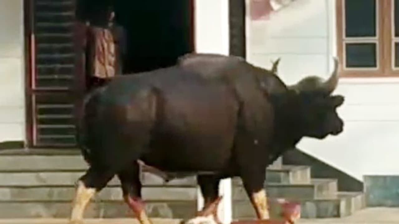 ಅಥಣಿ: ಹುಲಿ ಮರಿ, ಕಾಡುಕೋಣ ಪ್ರತ್ಯಕ್ಷ, ಆತಂಕದಲ್ಲಿ ಜನತೆ ಅಥಣಿ: ಹುಲಿ ಮರಿ, ಕಾಡುಕೋಣ ಪ್ರತ್ಯಕ್ಷ, ಆತಂಕದಲ್ಲಿ ಜನತೆ