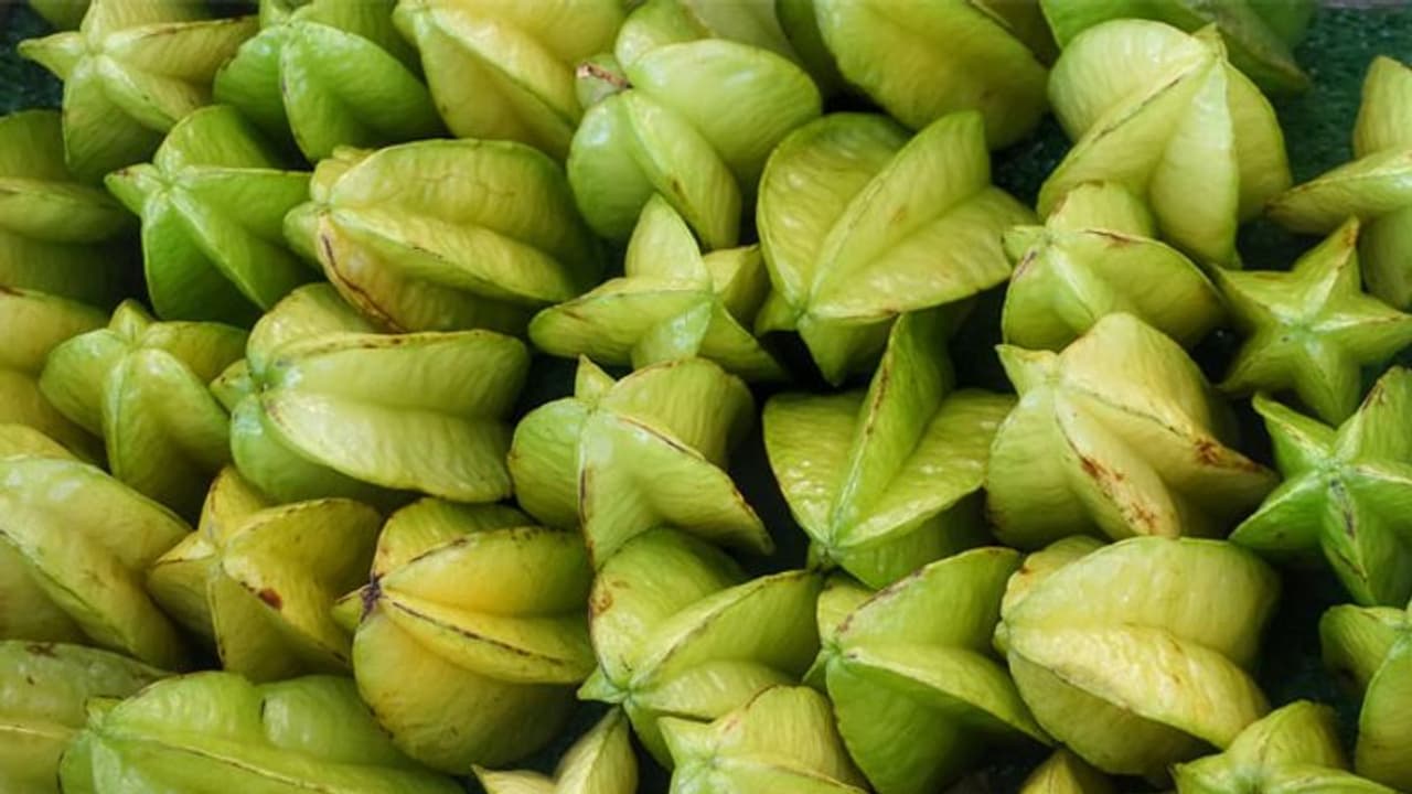 ചതുരപ്പുളിയുണ്ടോ വീട്ടില്? മഴയ്ക്കു മുമ്പേ വിളവെടുക്കാം ചതുരപ്പുളിയുണ്ടോ വീട്ടില്? മഴയ്ക്കു മുമ്പേ വിളവെടുക്കാം