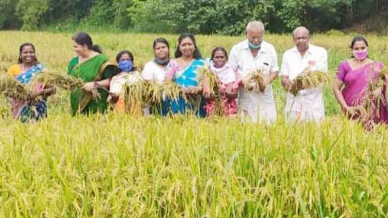 പെണ്‍പെരുമ തരിശ് പാടത്ത് പൊന്നുവിളയിച്ചു; നൂറ് മേനി വിളവെടുത്തത് 2.5 ഏക്കറിൽ നിന്ന്