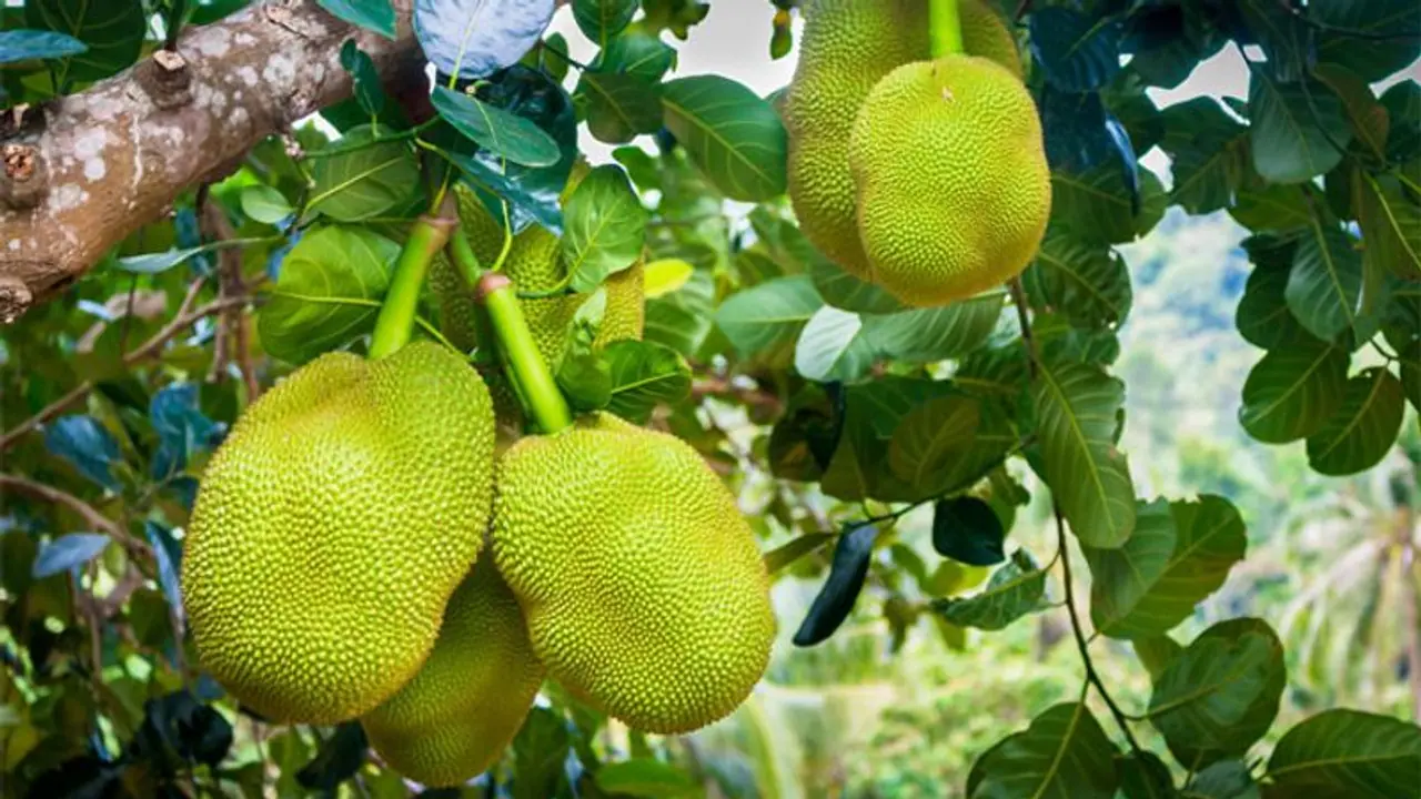 ലോക്ക്ഡൗണിലെ താരം ചക്ക തന്നെ; വീട്ടുപറമ്പിലെ പ്ലാവിനും നല്കാം പരിചരണം ലോക്ക്ഡൗണിലെ താരം ചക്ക തന്നെ; വീട്ടുപറമ്പിലെ പ്ലാവിനും നല്കാം പരിചരണം