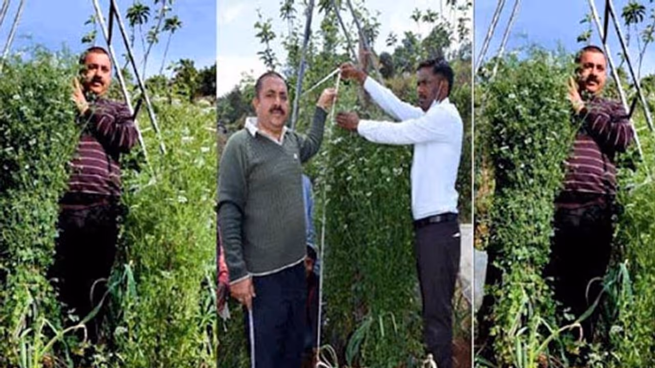 മല്ലിച്ചെടിയുടെ വലിപ്പം ആറടി ഒരിഞ്ച് ; ഇത് ഗോപാലിന്റെ കൃഷിഭൂമിയിലെ അത്ഭുതക്കാഴ്ച