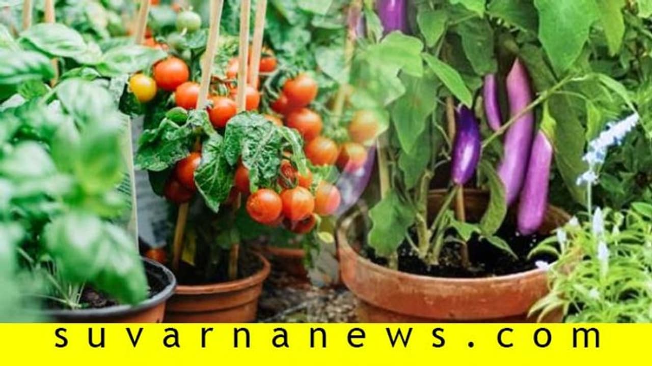 ಮನೆಯಲ್ಲೇ ಸುಲಭವಾಗಿ ಬೆಳೆಯೋ ತರಕಾರಿಗಳಿವು ಮನೆಯಲ್ಲೇ ಸುಲಭವಾಗಿ ಬೆಳೆಯೋ ತರಕಾರಿಗಳಿವು