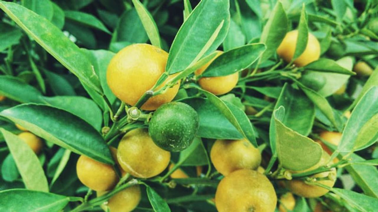 ചെറുനാരങ്ങ വീട്ടില്‍ കൃഷി ചെയ്യാം; നീര്‍വാര്‍ച്ചയുള്ള മണ്ണ് അനുയോജ്യം