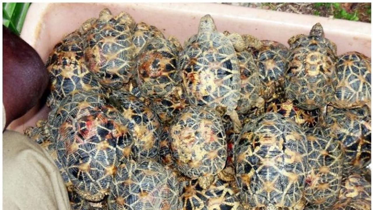 ഈ മഹാമാരിയിൽ നിന്നും പാഠമുൾക്കൊണ്ടെങ്കിലും നാം വന്യജീവി വേട്ട അവസാനിപ്പിക്കുമോ? ഈ മഹാമാരിയിൽ നിന്നും പാഠമുൾക്കൊണ്ടെങ്കിലും നാം വന്യജീവി വേട്ട അവസാനിപ്പിക്കുമോ?