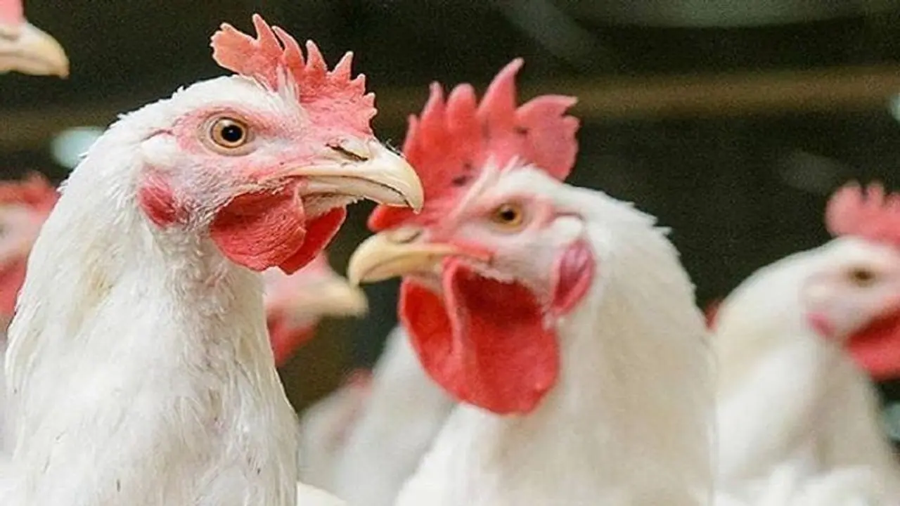 Poultry prices in Kerala skyrocket; several vendors close shops Poultry prices in Kerala skyrocket; several vendors close shops