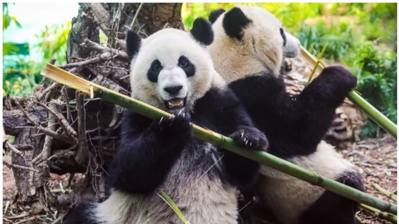 മുള കിട്ടാനില്ല; രണ്ട് ഭീമന് പാണ്ടകളെ ചൈനയിലേക്ക് മടക്കി അയയ്ക്കാനൊരുങ്ങി കാനഡയിലെ മൃഗശാല മുള കിട്ടാനില്ല; രണ്ട് ഭീമന് പാണ്ടകളെ ചൈനയിലേക്ക് മടക്കി അയയ്ക്കാനൊരുങ്ങി കാനഡയിലെ മൃഗശാല