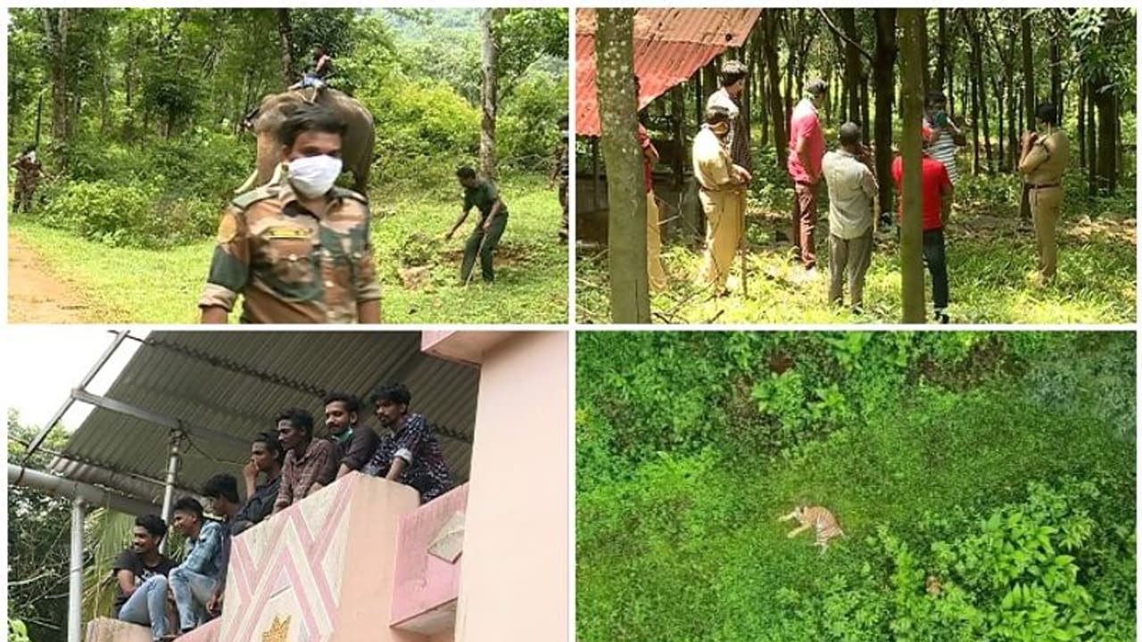 കടുവയെ കുടുക്കാൻ കുങ്കിയാന; പത്തനംതിട്ടയിൽ പതിനെട്ടടവും പയറ്റി വനംവകുപ്പ് കടുവയെ കുടുക്കാൻ കുങ്കിയാന; പത്തനംതിട്ടയിൽ പതിനെട്ടടവും പയറ്റി വനംവകുപ്പ്