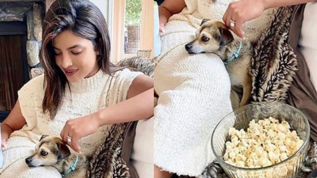 സുഖവും സ്റ്റൈലും; പ്രിയങ്കയുടെ പുതിയ ഫോട്ടോയില് ആകൃഷ്ടരായി ഫാഷന് പ്രേമികള്... സുഖവും സ്റ്റൈലും; പ്രിയങ്കയുടെ പുതിയ ഫോട്ടോയില് ആകൃഷ്ടരായി ഫാഷന് പ്രേമികള്...