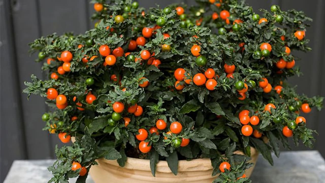 ജെറുസലേം ചെറി ഭക്ഷിക്കല്ലേ; വിഷാംശമുള്ള അലങ്കാരച്ചെടി ജെറുസലേം ചെറി ഭക്ഷിക്കല്ലേ; വിഷാംശമുള്ള അലങ്കാരച്ചെടി