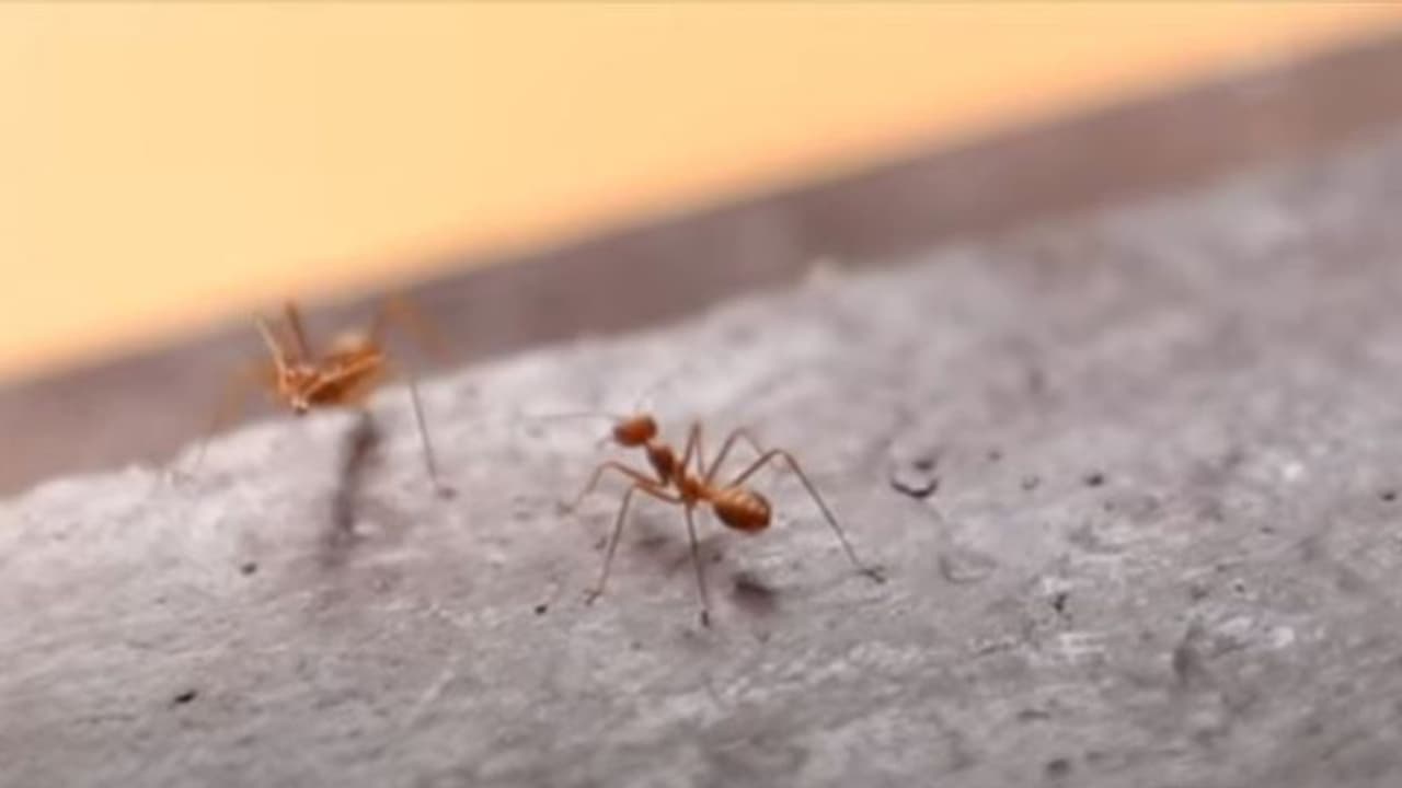 ഇത് 'ഉറുമ്പിന്റെ പ്രതികാരം'; ശ്രദ്ധ നേടി മിനി സിരീസ് ഇത് 'ഉറുമ്പിന്റെ പ്രതികാരം'; ശ്രദ്ധ നേടി മിനി സിരീസ്