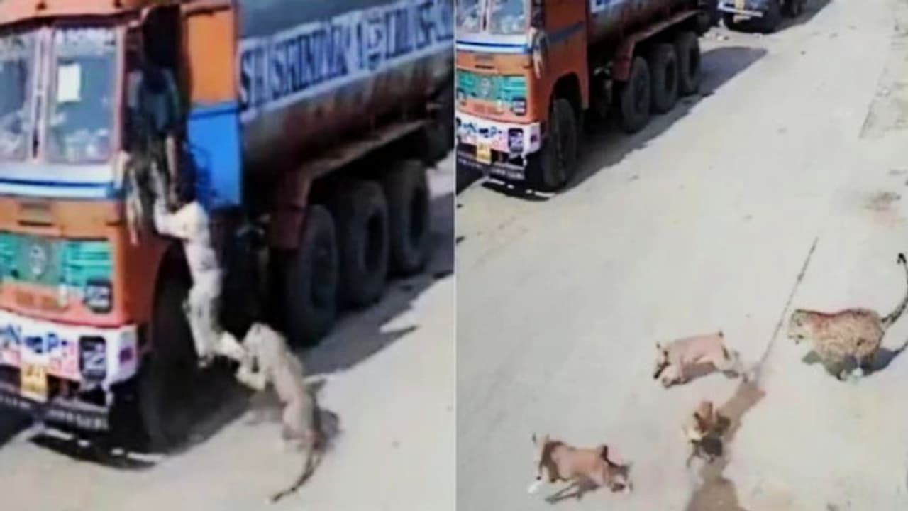 শহরের রাস্তায় দিনের আলোয় তাড়া করল চিতা, মানুষের সাহায্যে এগিয়ে এল পথ কুকুর, দেখুন ভিডিও