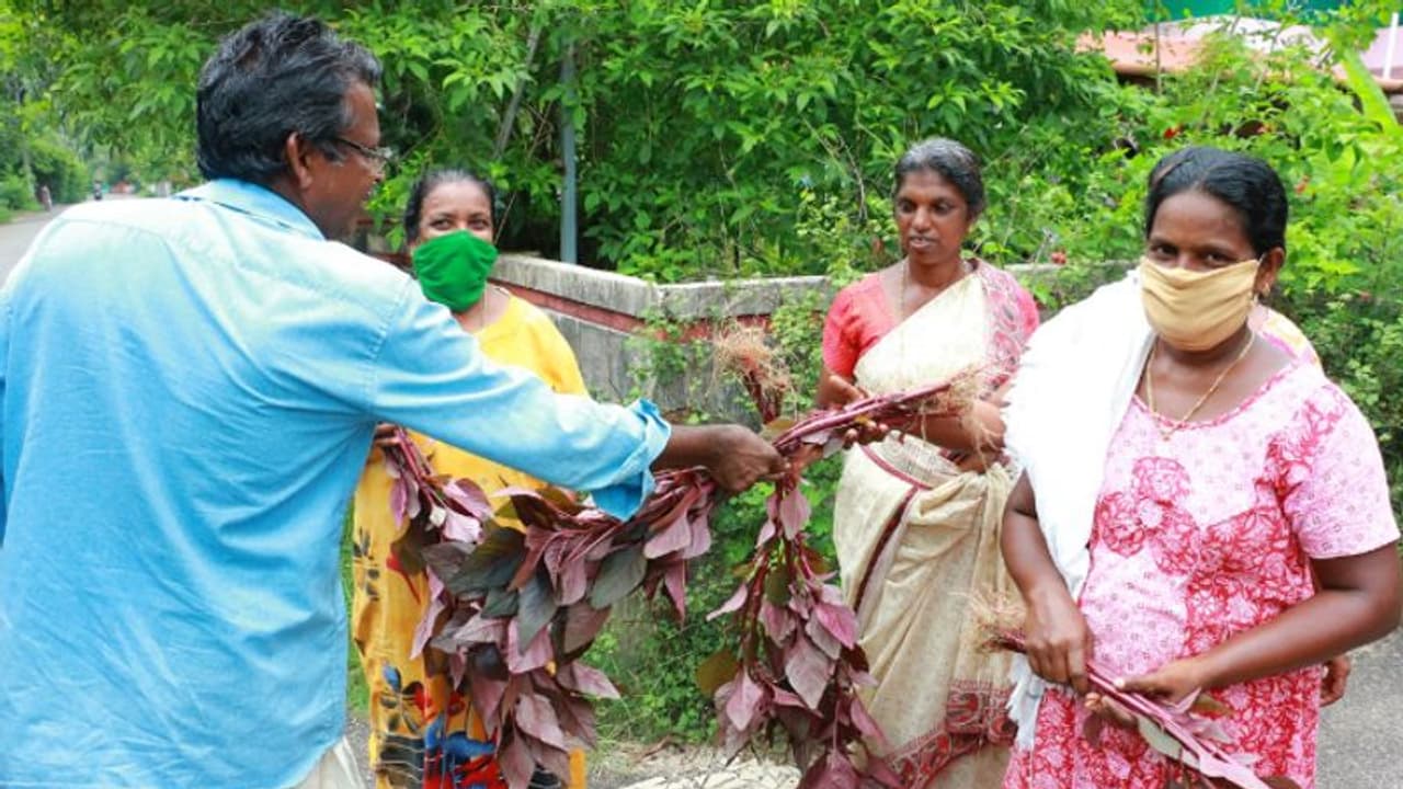 ലോക്ക് ഡൗണില് ഒരു കര്ഷക മാതൃക; വിളവെടുത്ത മുഴുവന് ചീരയും പാവങ്ങൾക്ക് നൽകി ലോക്ക് ഡൗണില് ഒരു കര്ഷക മാതൃക; വിളവെടുത്ത മുഴുവന് ചീരയും പാവങ്ങൾക്ക് നൽകി