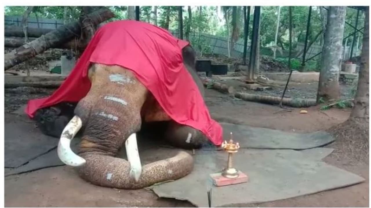 ഗജവീരന് ചെര്പ്പുളശ്ശേരി നീലകണ്ഠൻ ചരിഞ്ഞു ഗജവീരന് ചെര്പ്പുളശ്ശേരി നീലകണ്ഠൻ ചരിഞ്ഞു