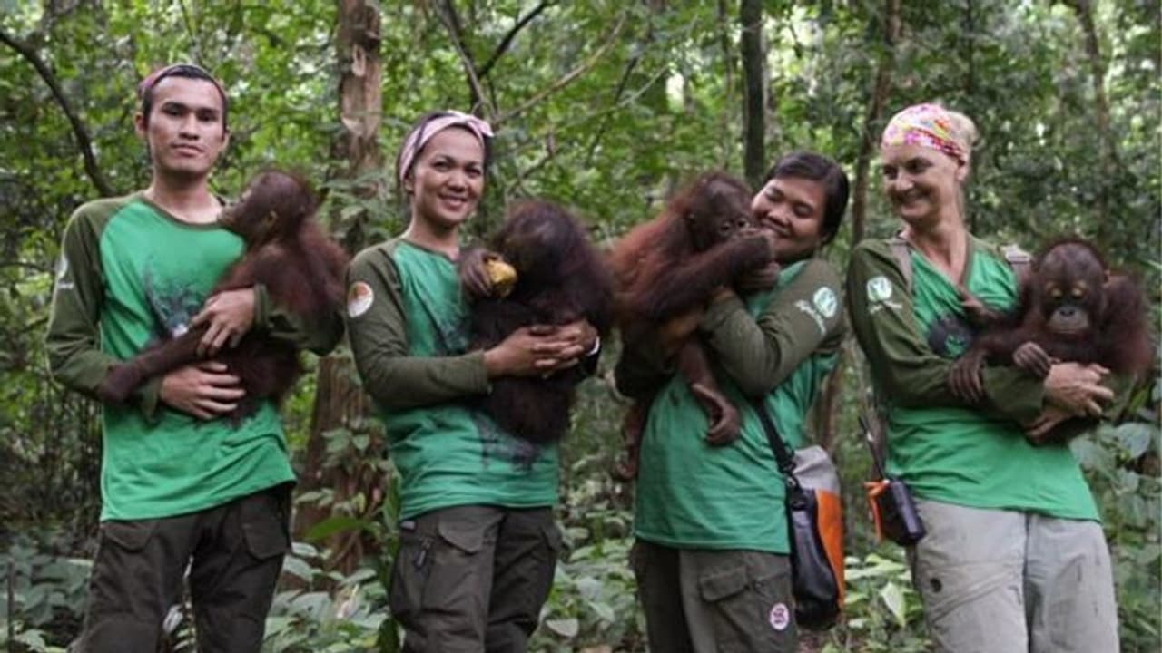കൊറോണക്കാലത്തും കുട്ടി ഒറാങ്ങ്ഉട്ടാനുകളെ മരംകയറ്റം പഠിപ്പിച്ച് ഈ അമ്മമാര് കൊറോണക്കാലത്തും കുട്ടി ഒറാങ്ങ്ഉട്ടാനുകളെ മരംകയറ്റം പഠിപ്പിച്ച് ഈ അമ്മമാര്